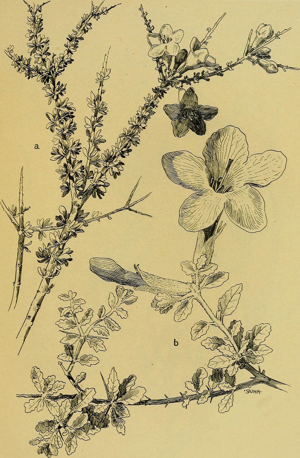 Drought-adapted Shrubs