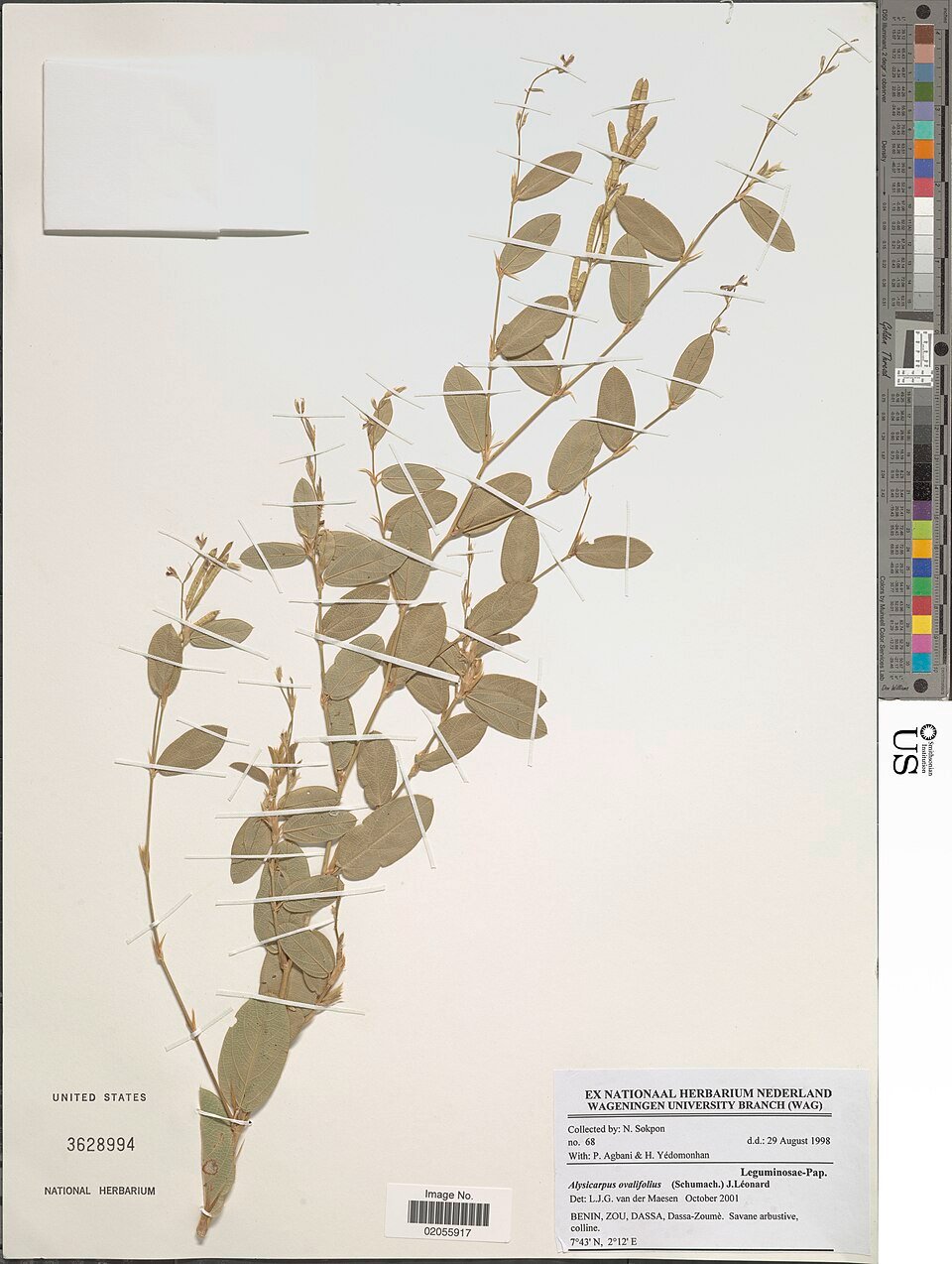 Dryland Legumes