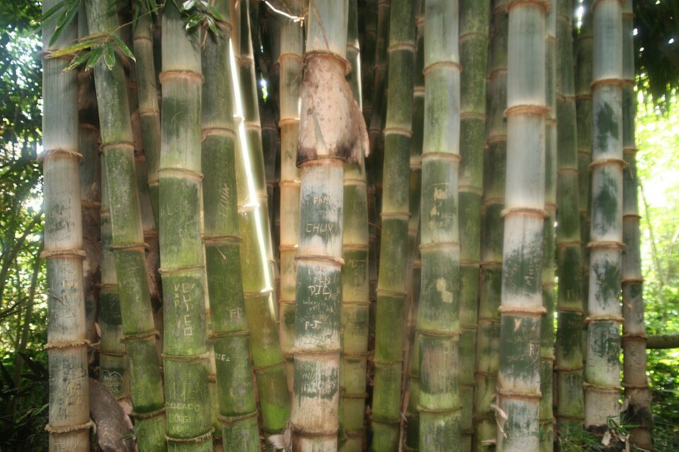 East African Bamboo Species