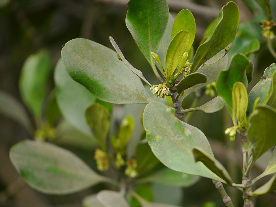 East African Mangrove Species