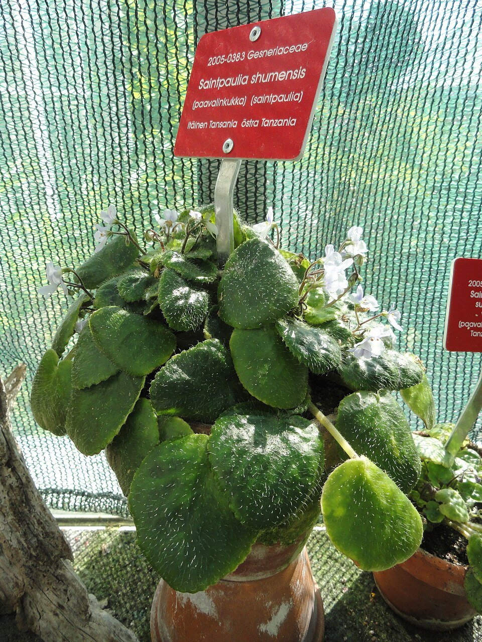 Eastern Arc Endemic Violet Species