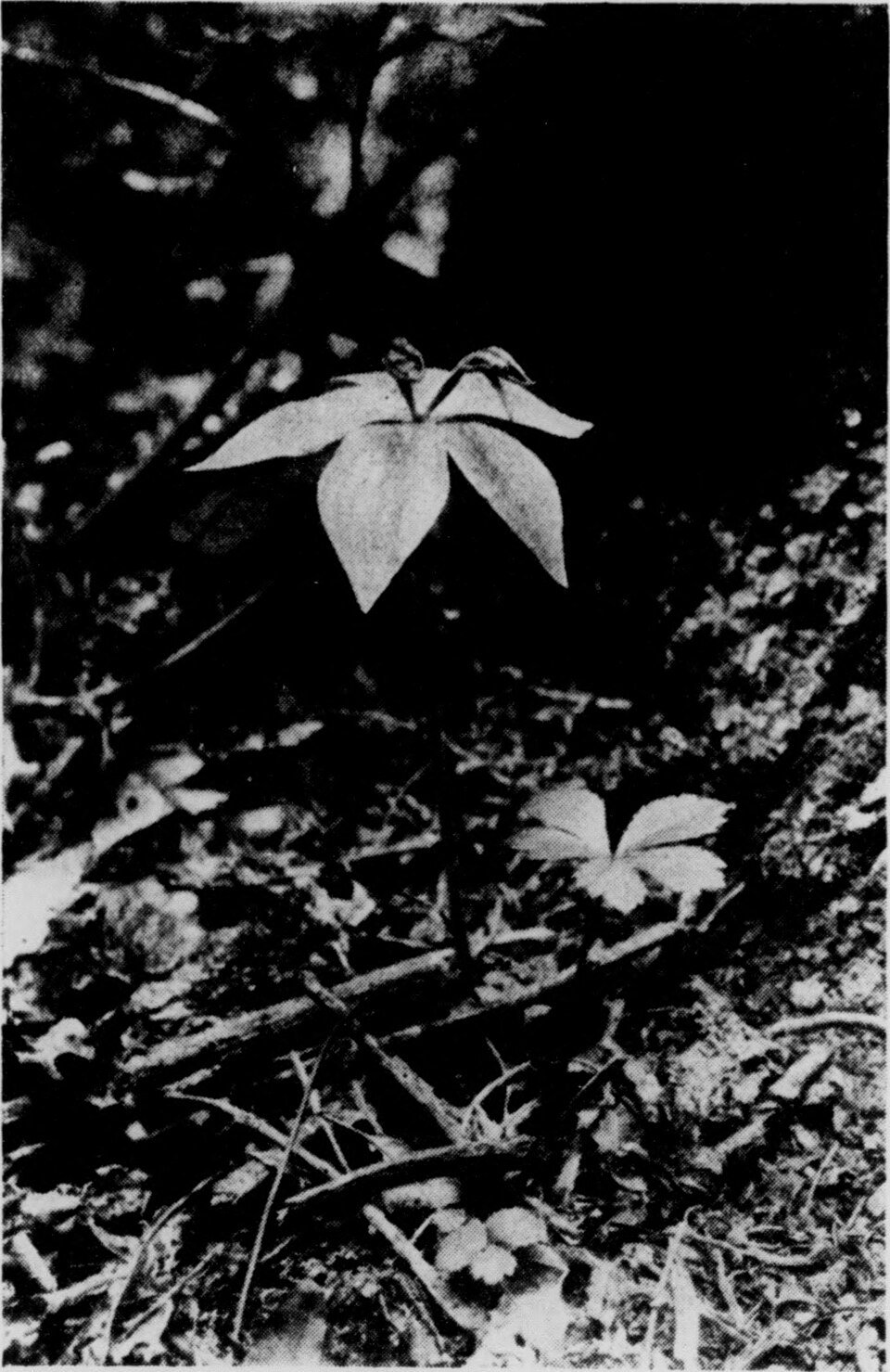 Eastern Arc Orchids