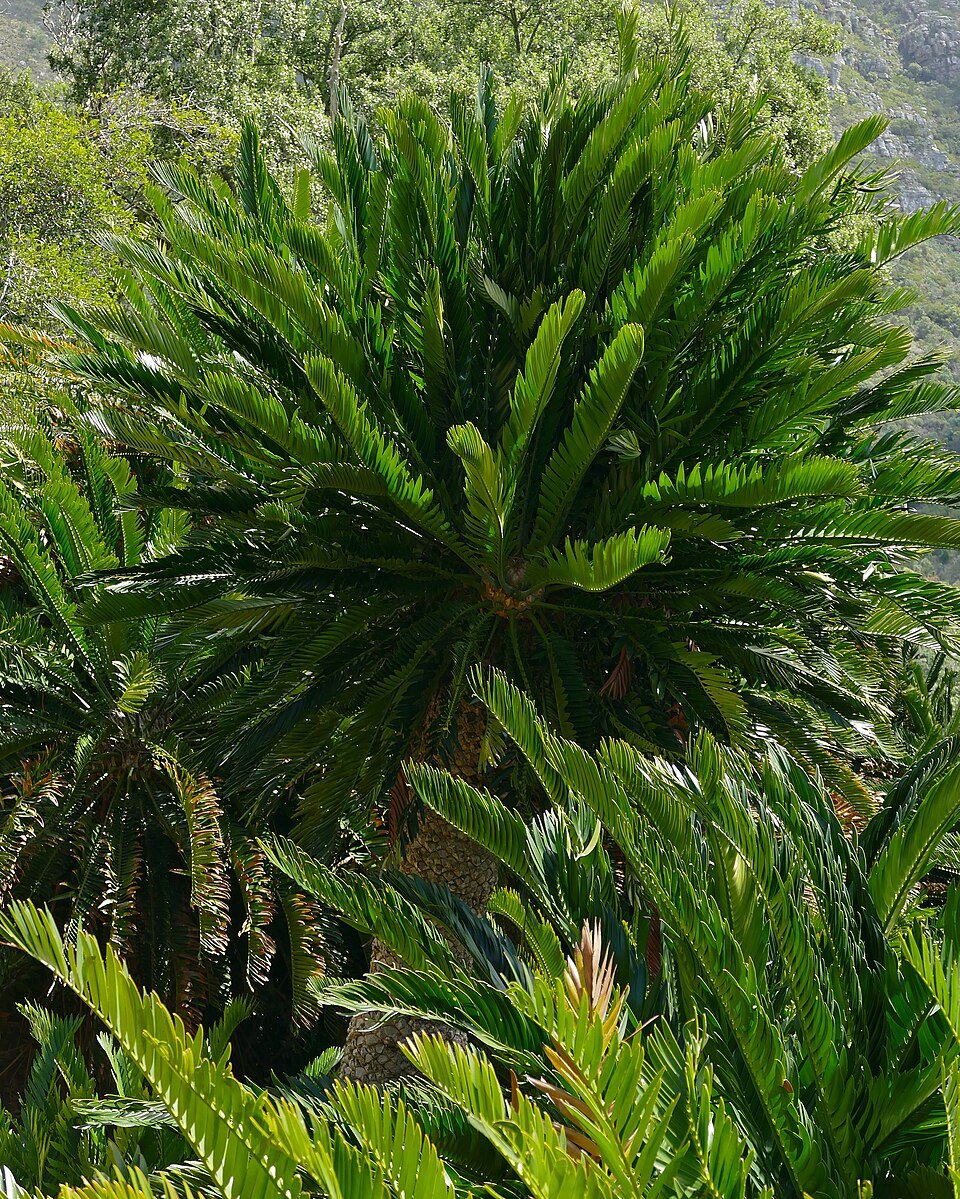 Eastern Cape Cycads