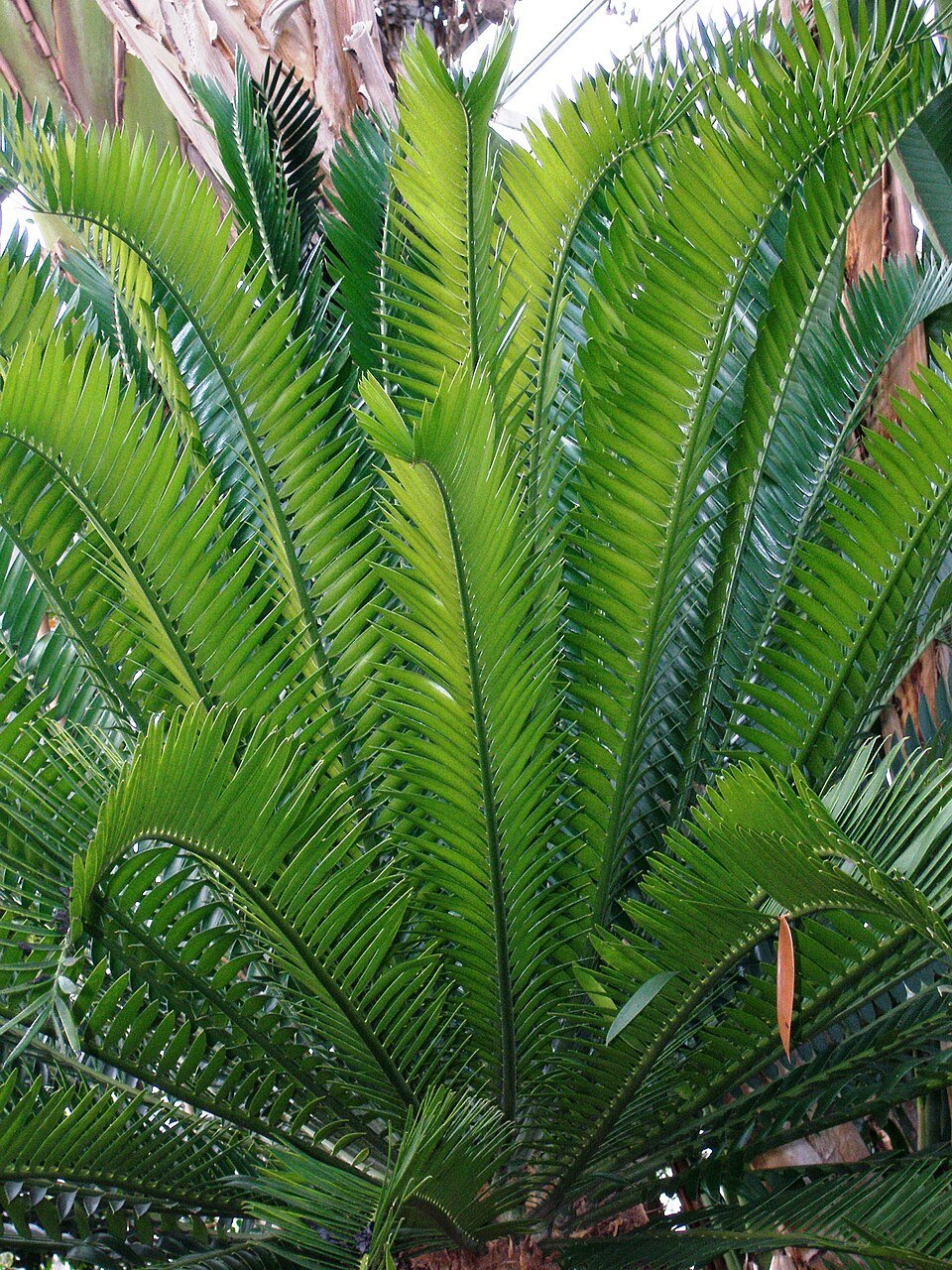 Encephalartos Species
