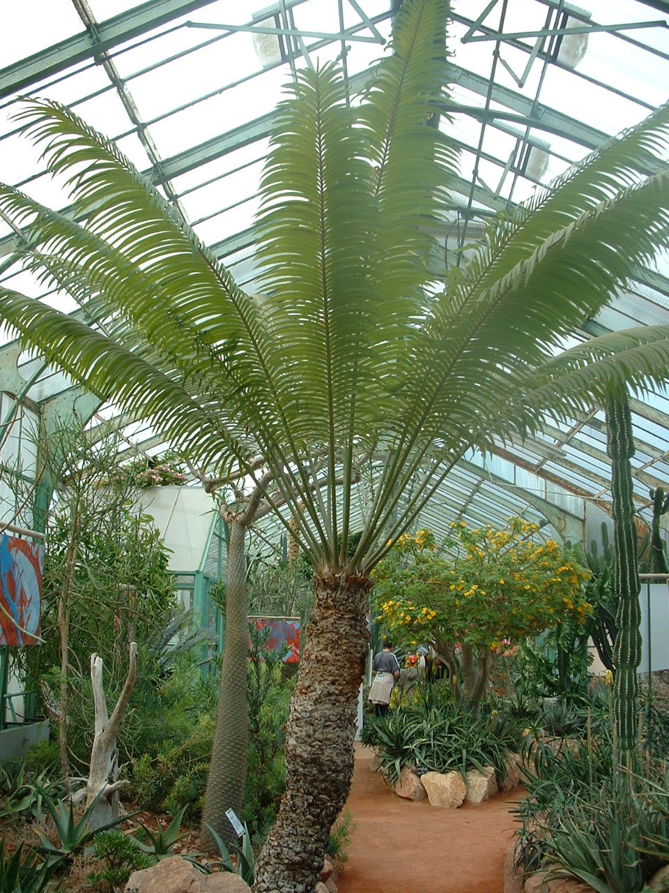 Endemic Cycads