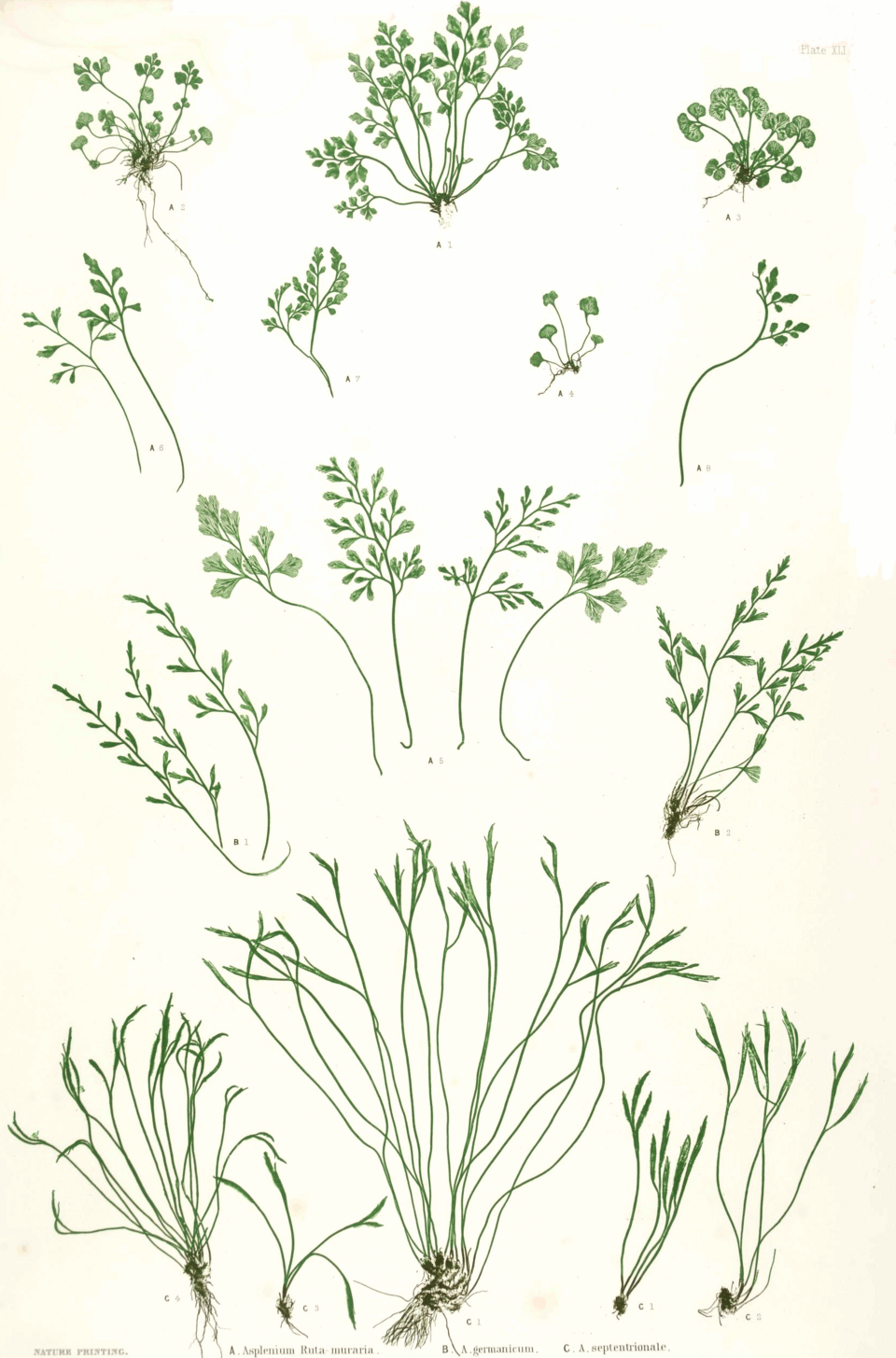 Endemic Ferns