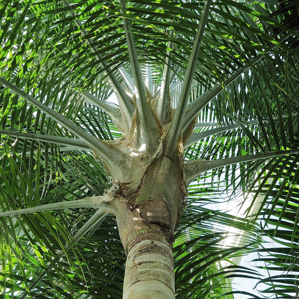 Endemic Palms