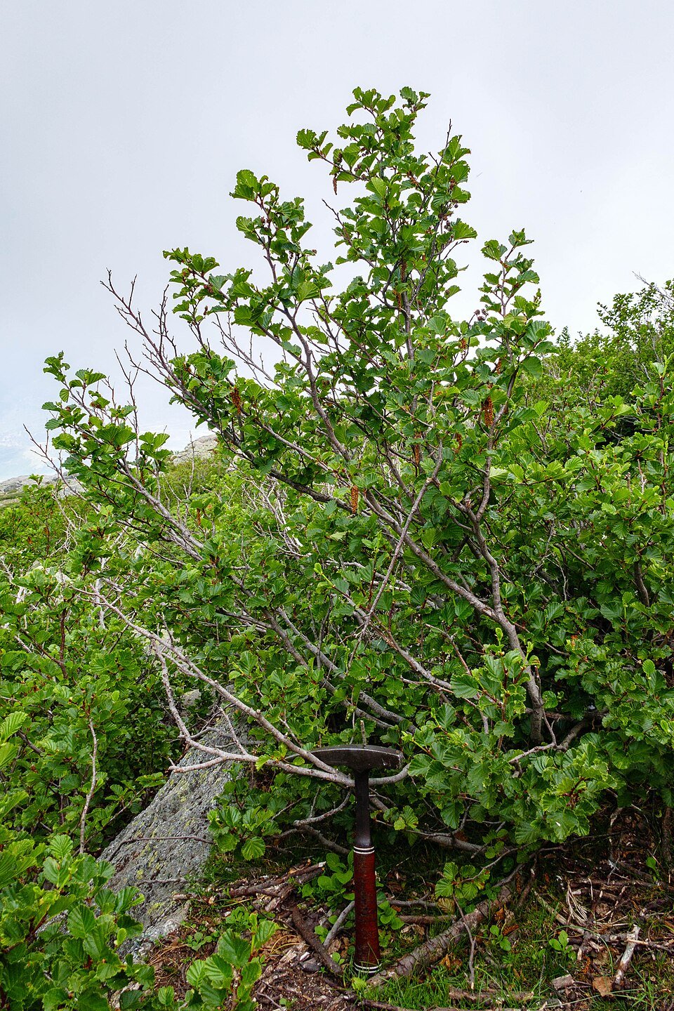 Endemic Shrubs