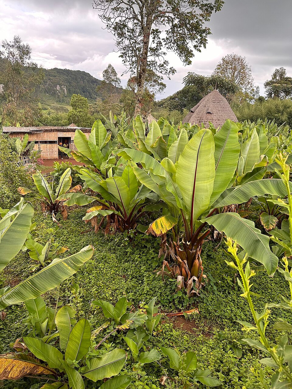 Ensete