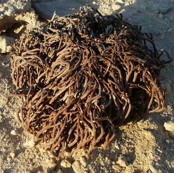 Ephemeral Desert Plants