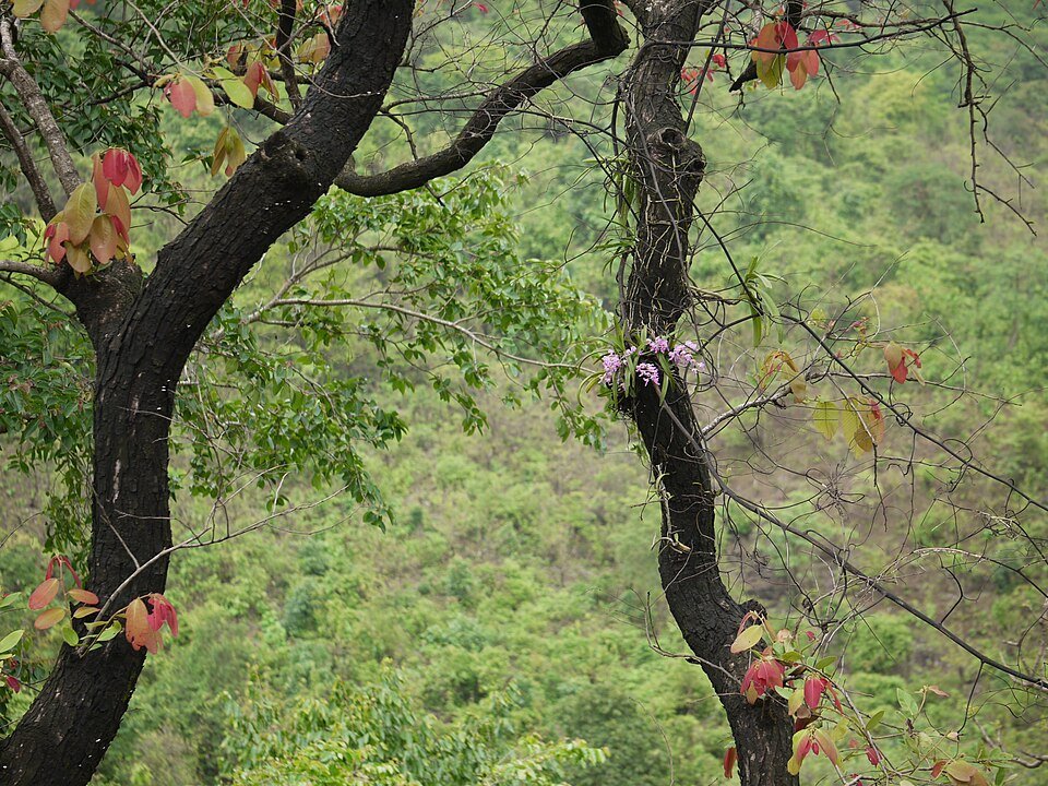 Epiphytic Orchids