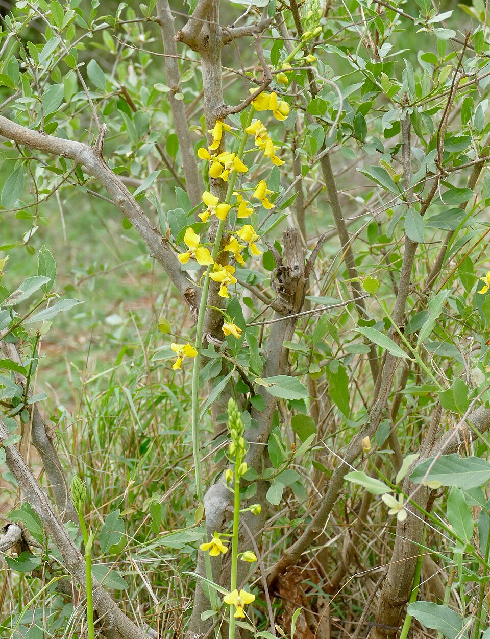 Eulophia