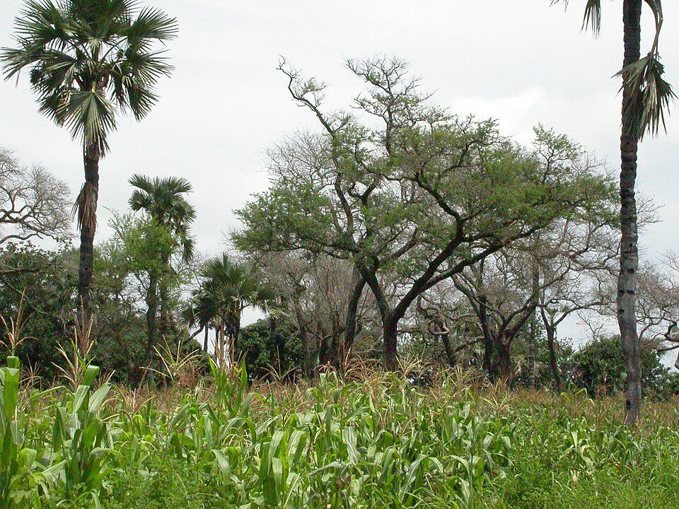 Faidherbia
