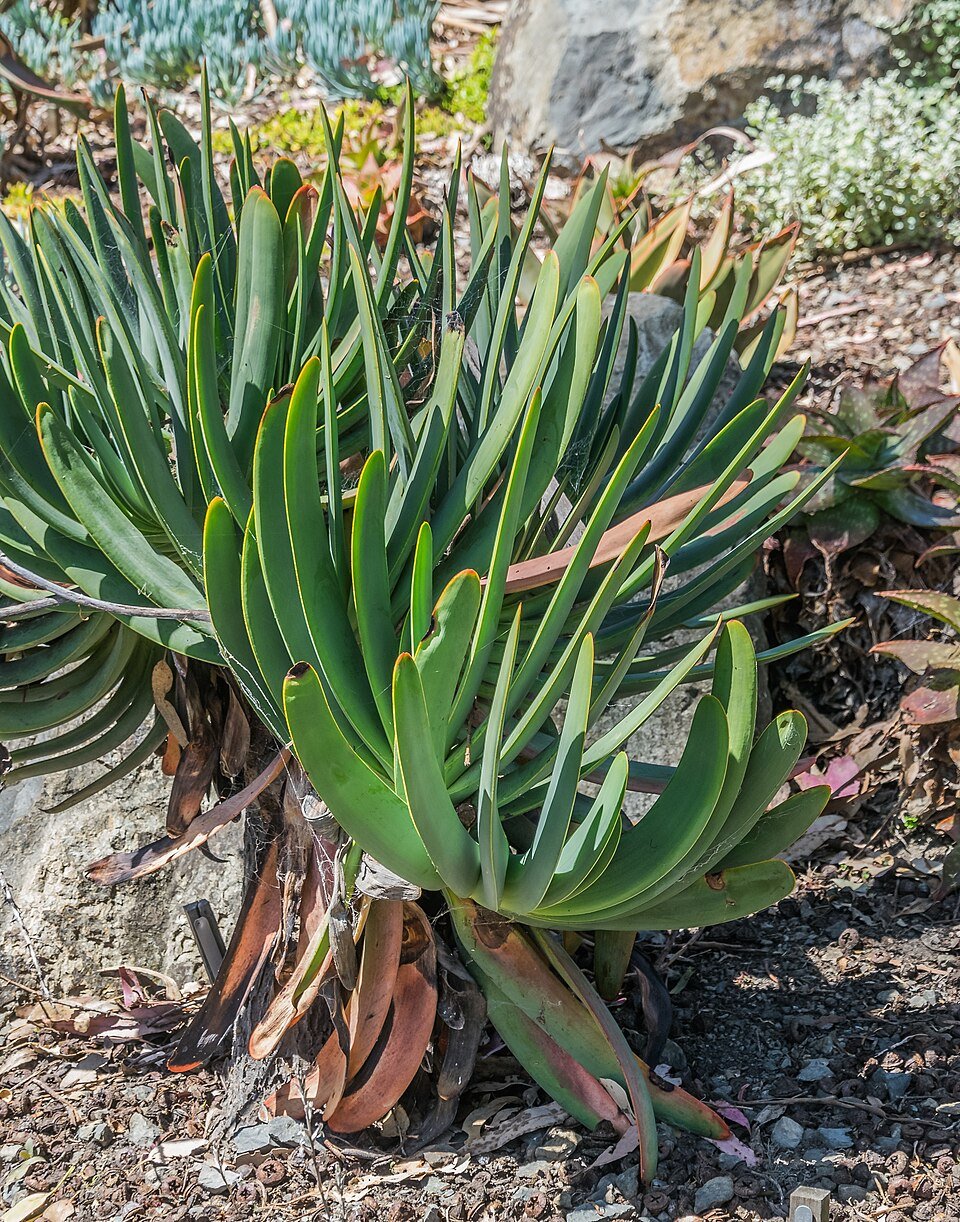 Fan Aloe