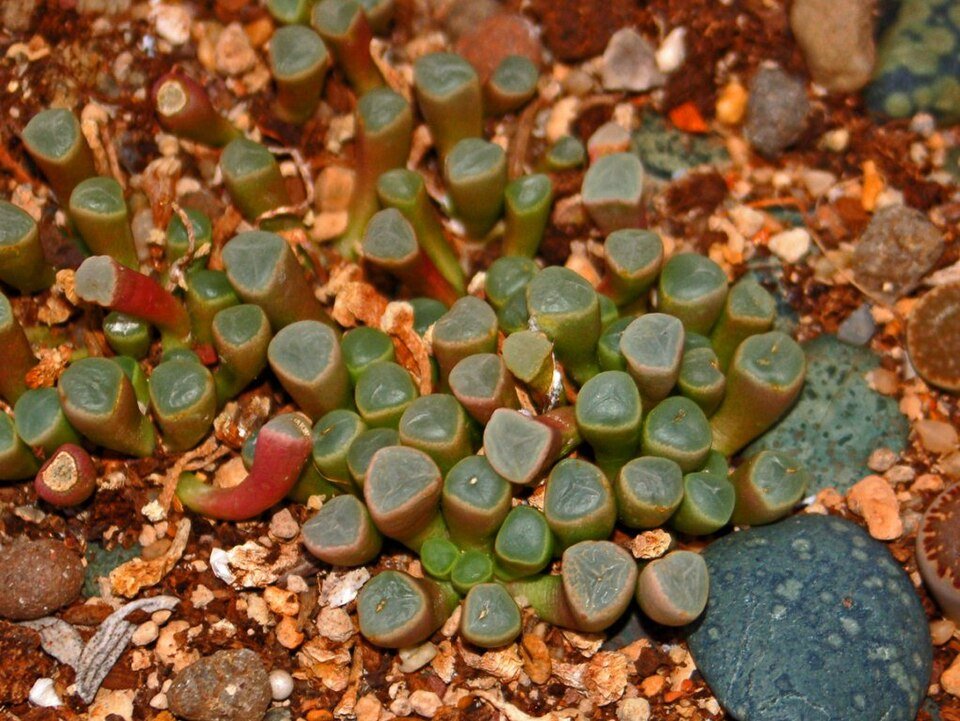 Fenestraria