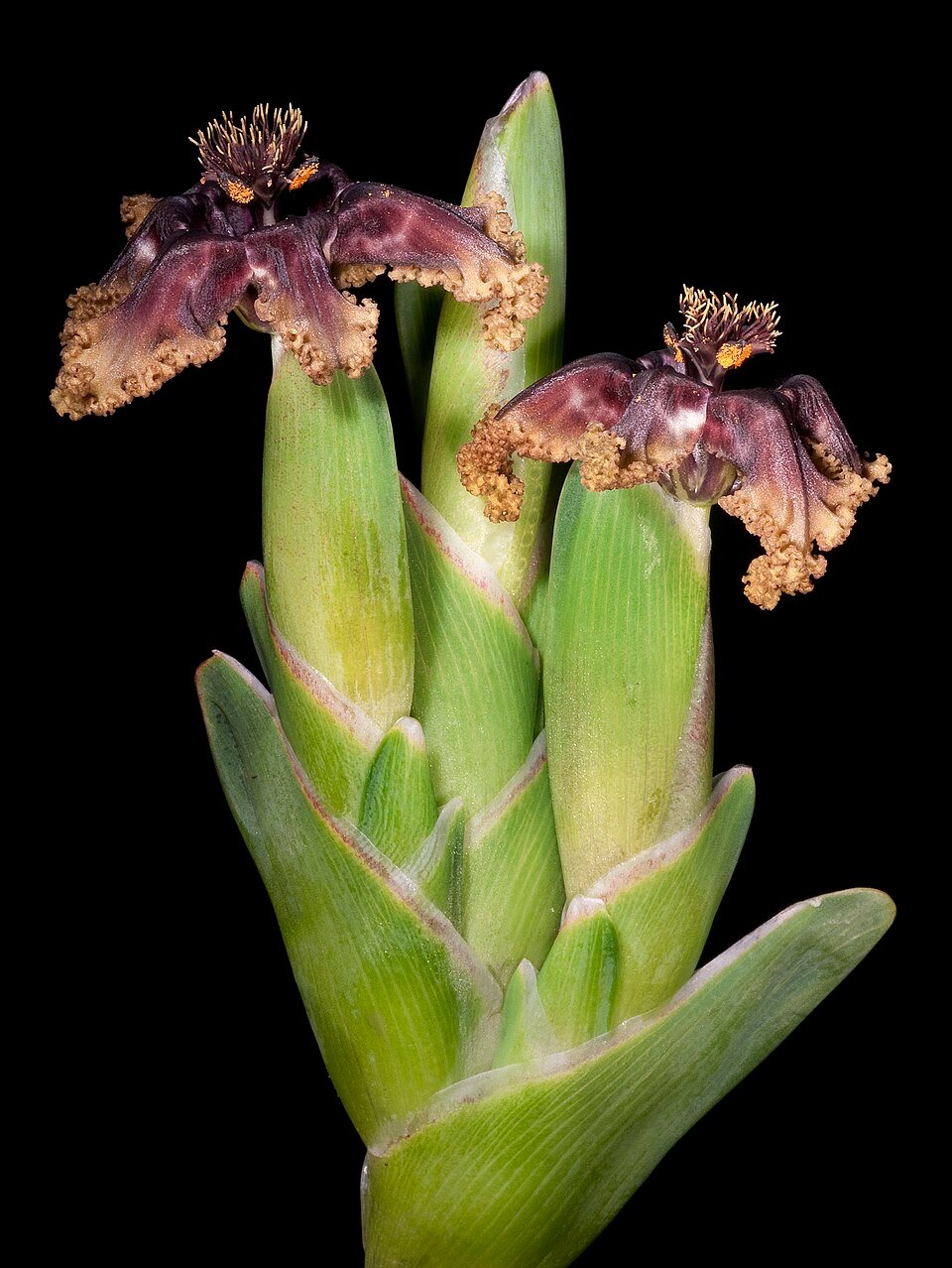 Ferraria
