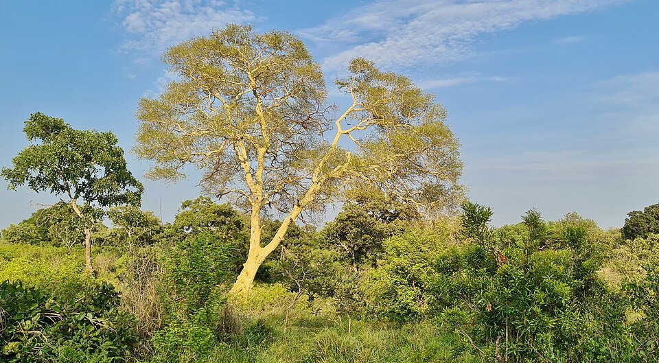 Fever Tree