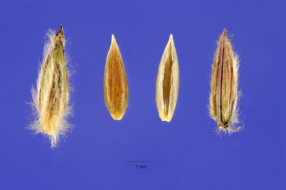 Finger Grass