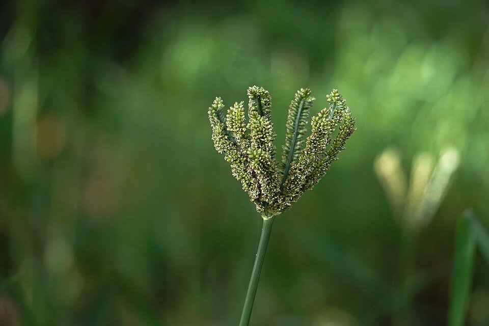 Finger Millet