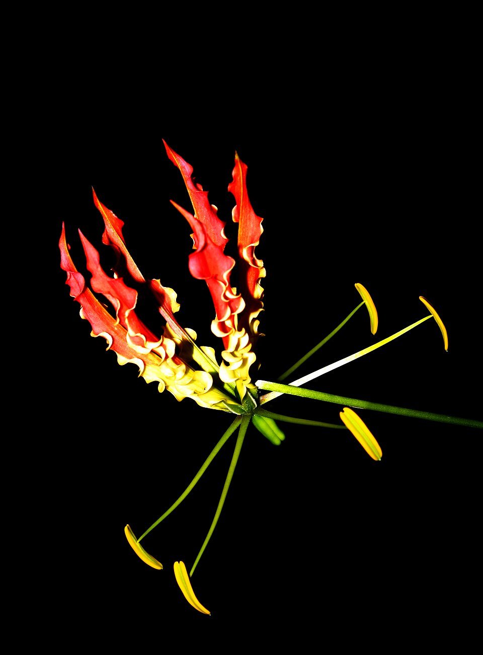 Fire Lily
