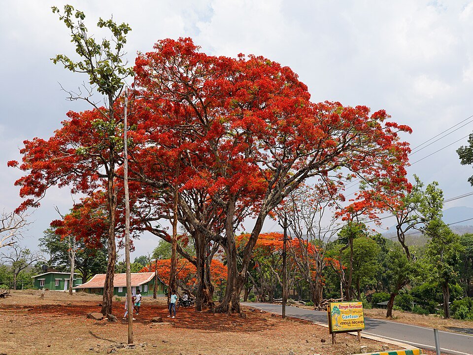 Flame Tree