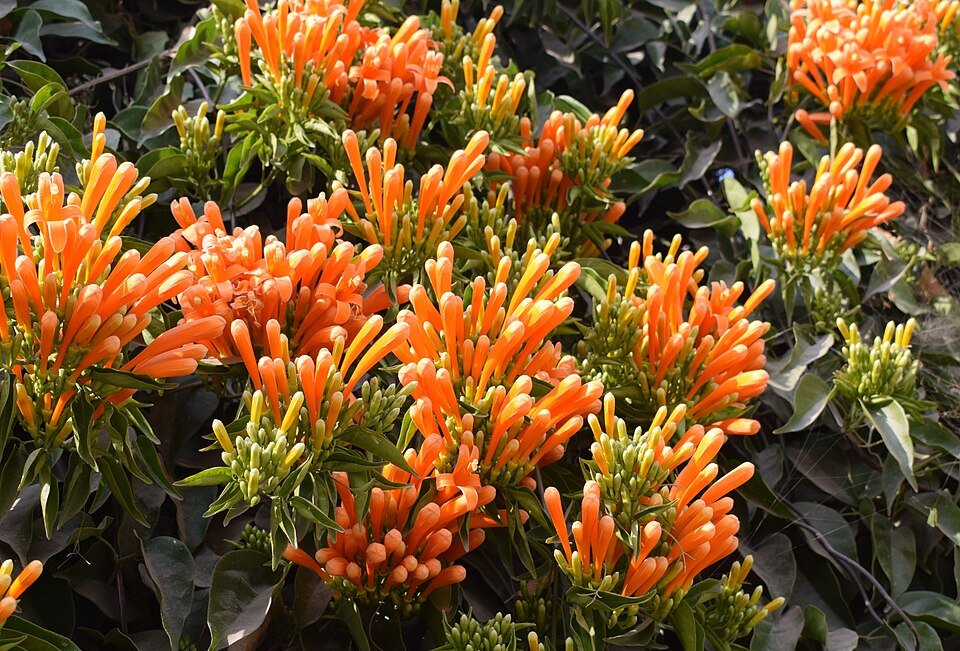 Flame Vine