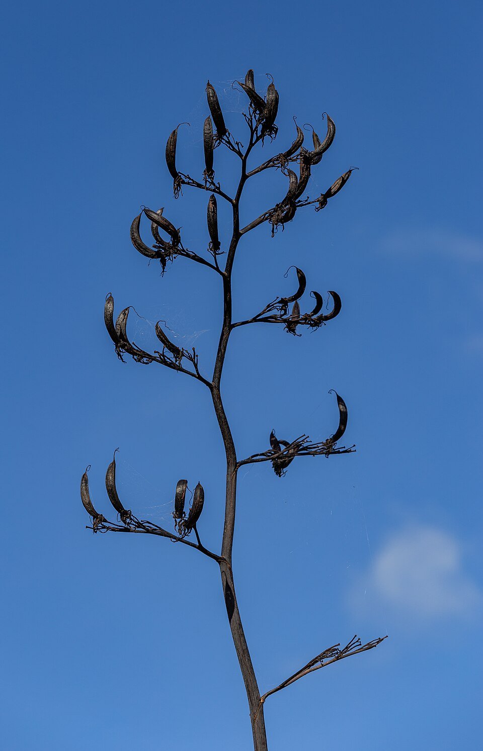 Flax-like African Fibre Plants