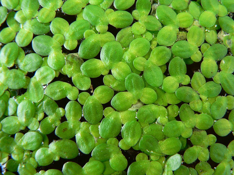Floating Aquatic Plants