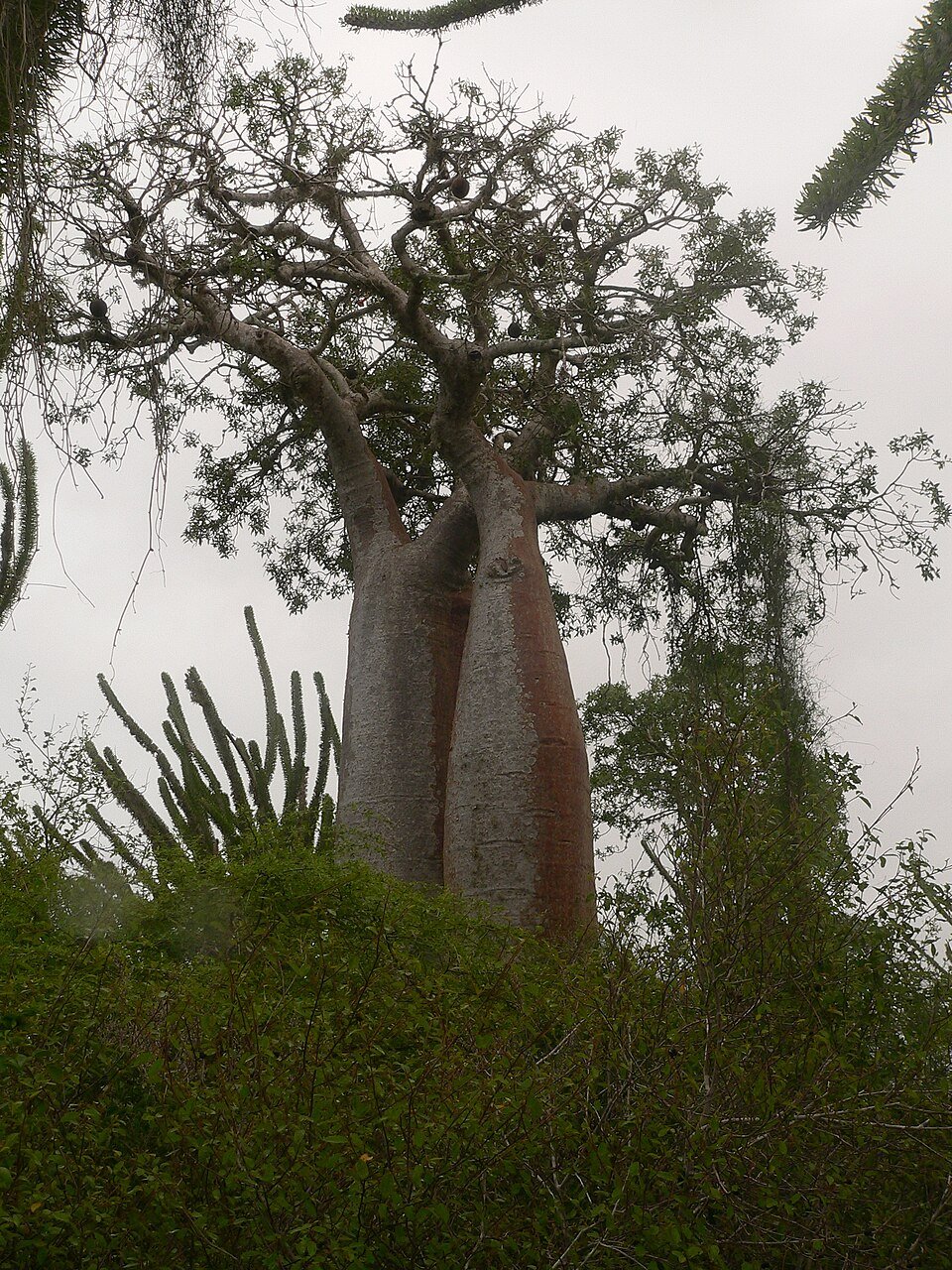Fony Baobab