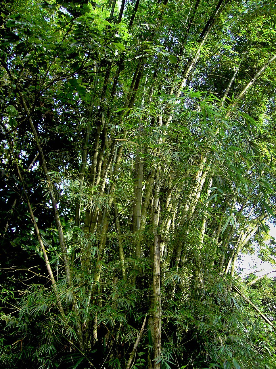 Forest Bamboo
