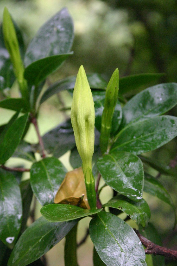 Forest Gardenia