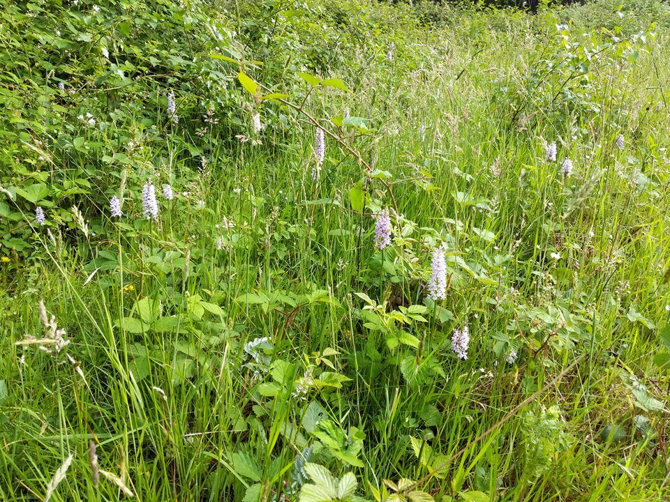 Forest Orchids