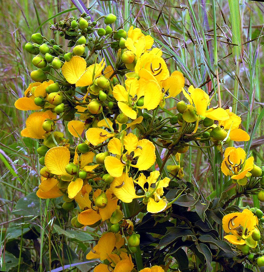 Forest Senna