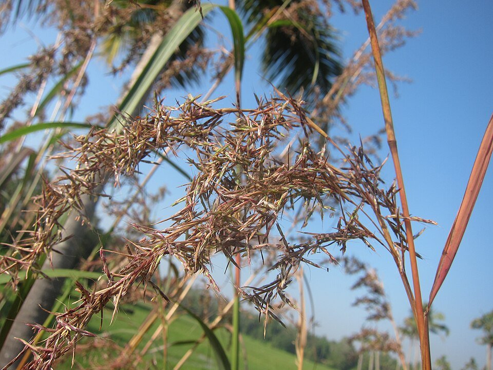 Fragrant Lemongrass