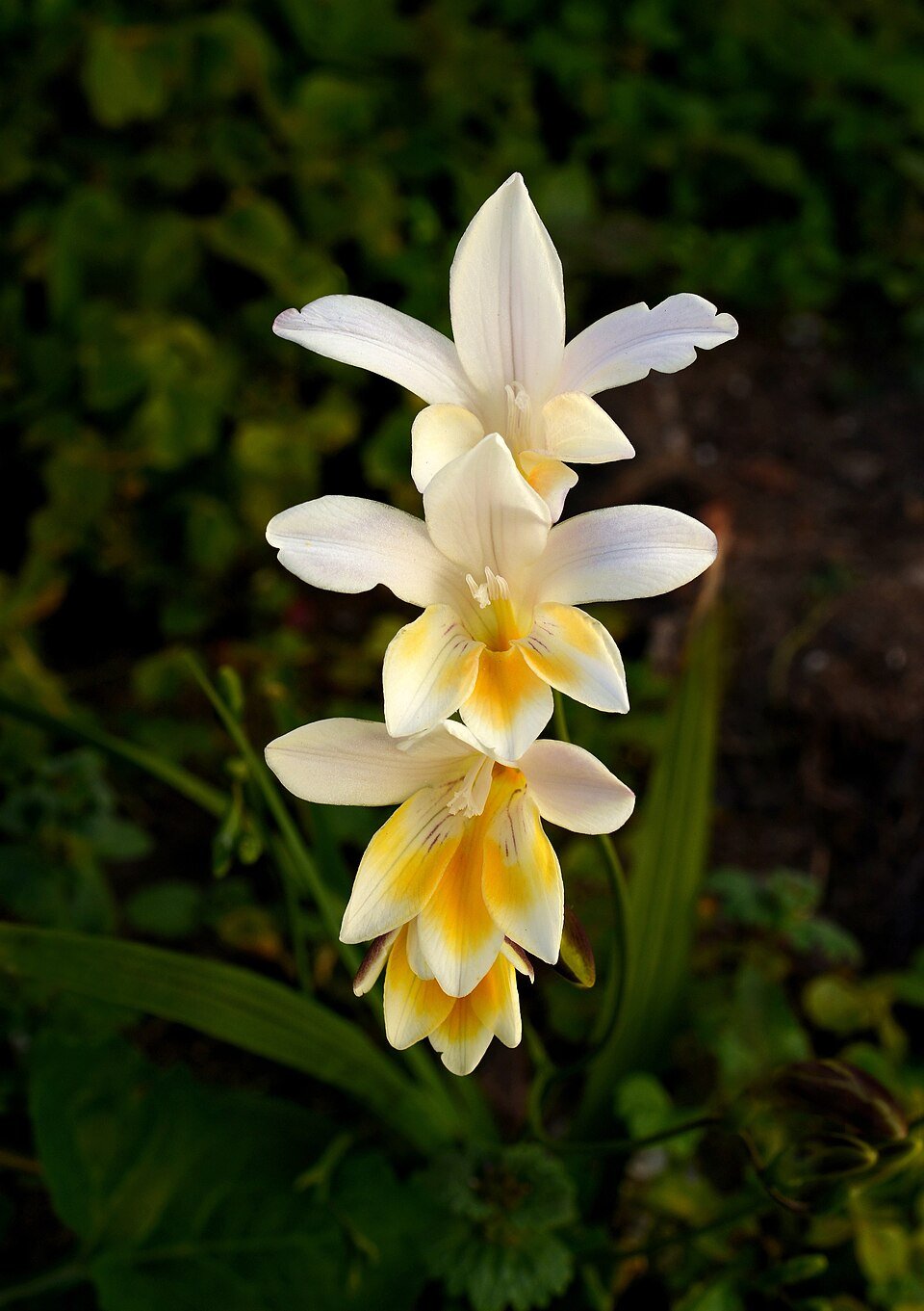 Freesia