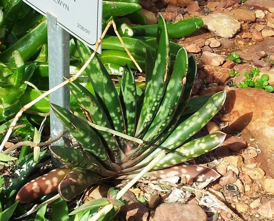 Gasteria