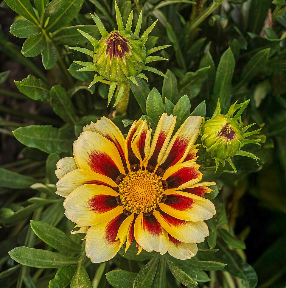 Gazania