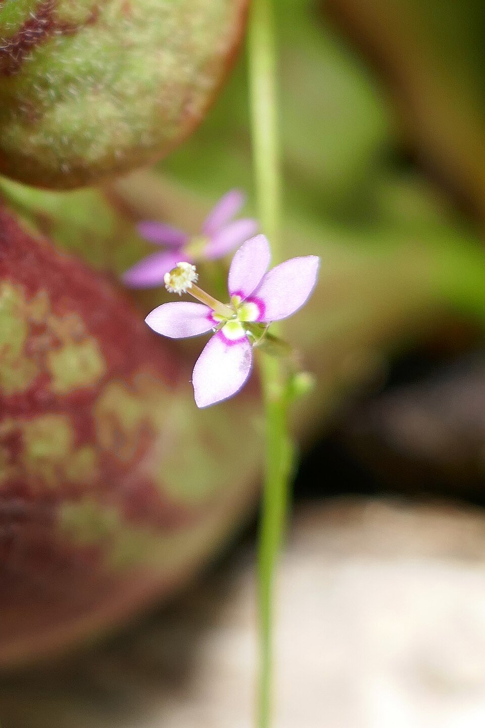 Genlisea Species