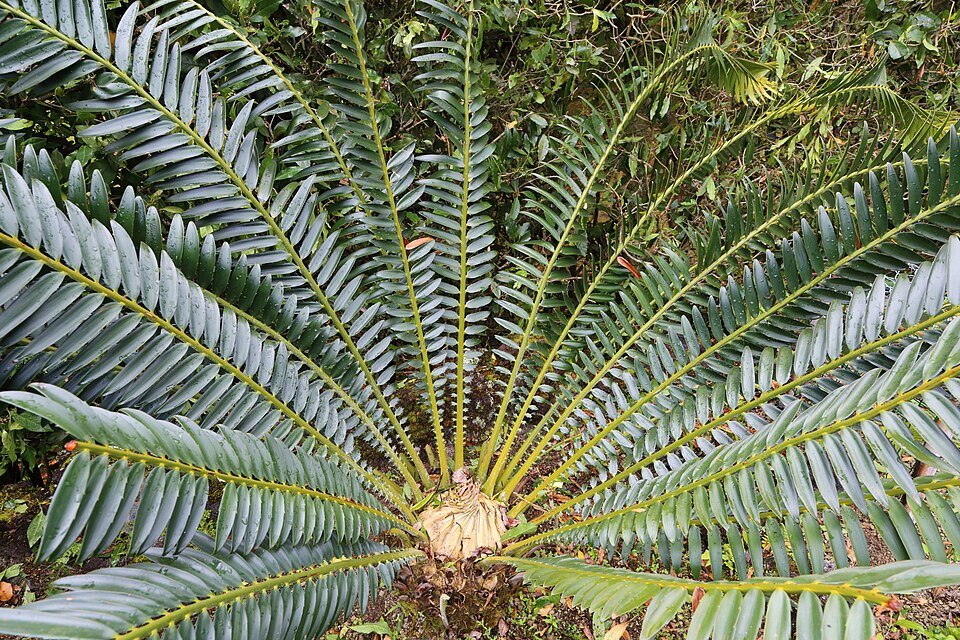 Giant Cycads