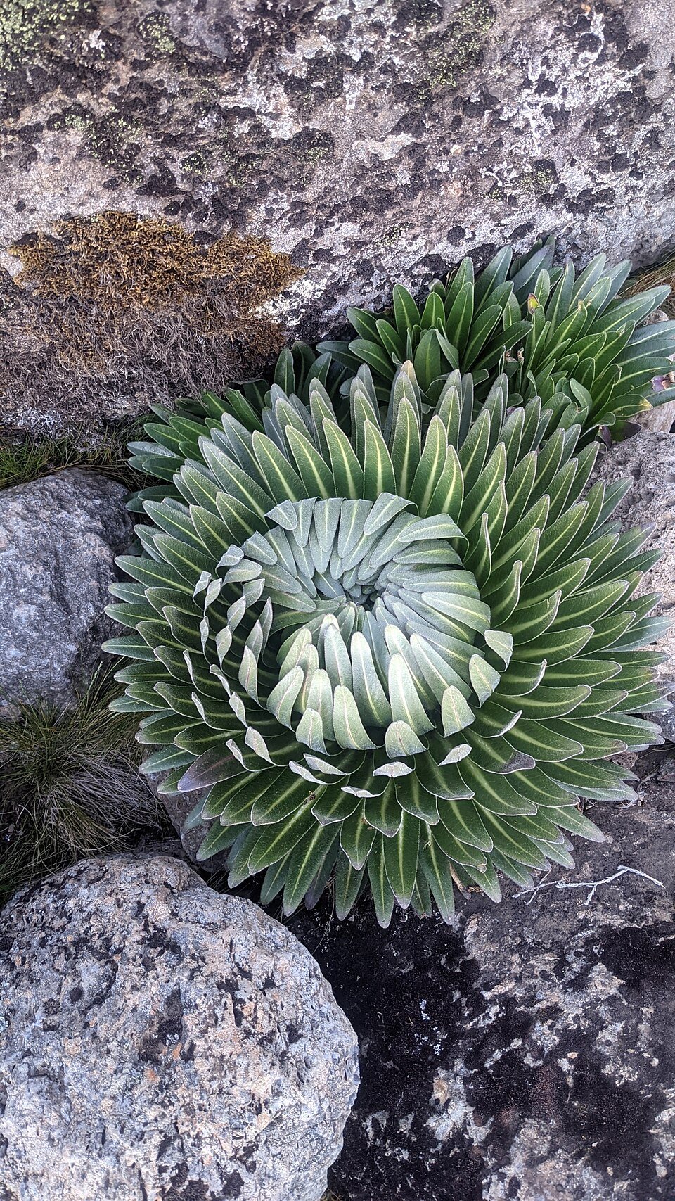 Giant Lobelias