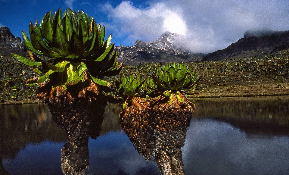 Giant Senecios