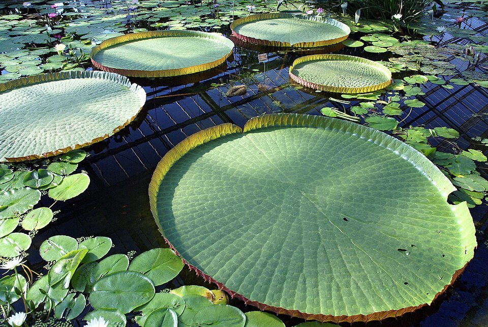 Giant Water Lily