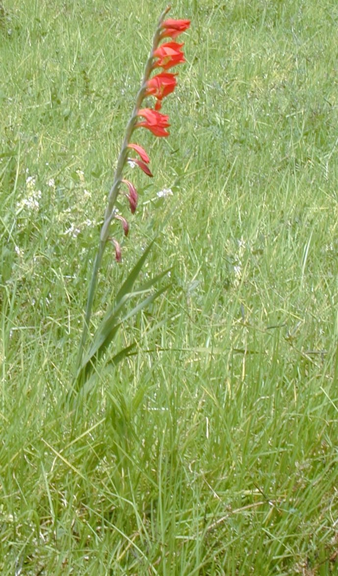 Gladiolus