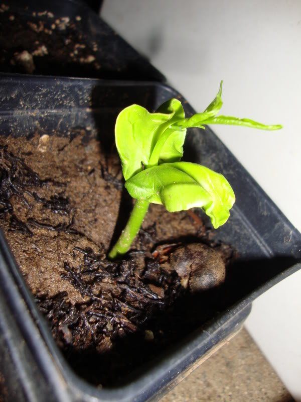 Grandidier's Baobab