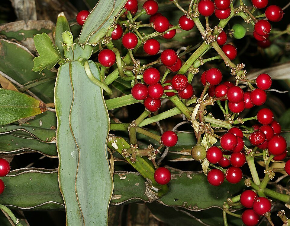 Grapevine Relatives