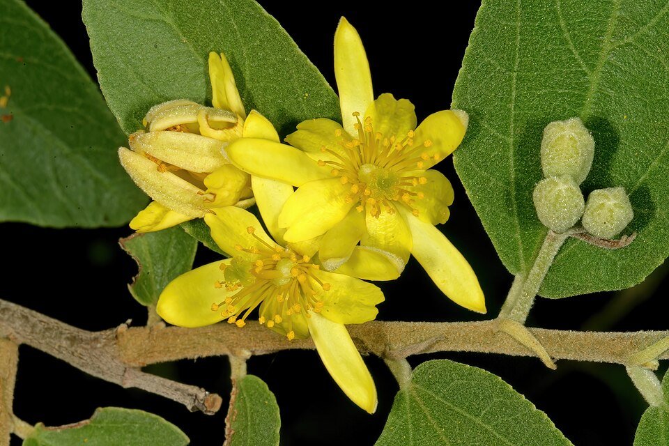 Grewia