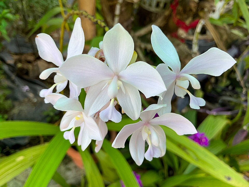 Ground Orchids