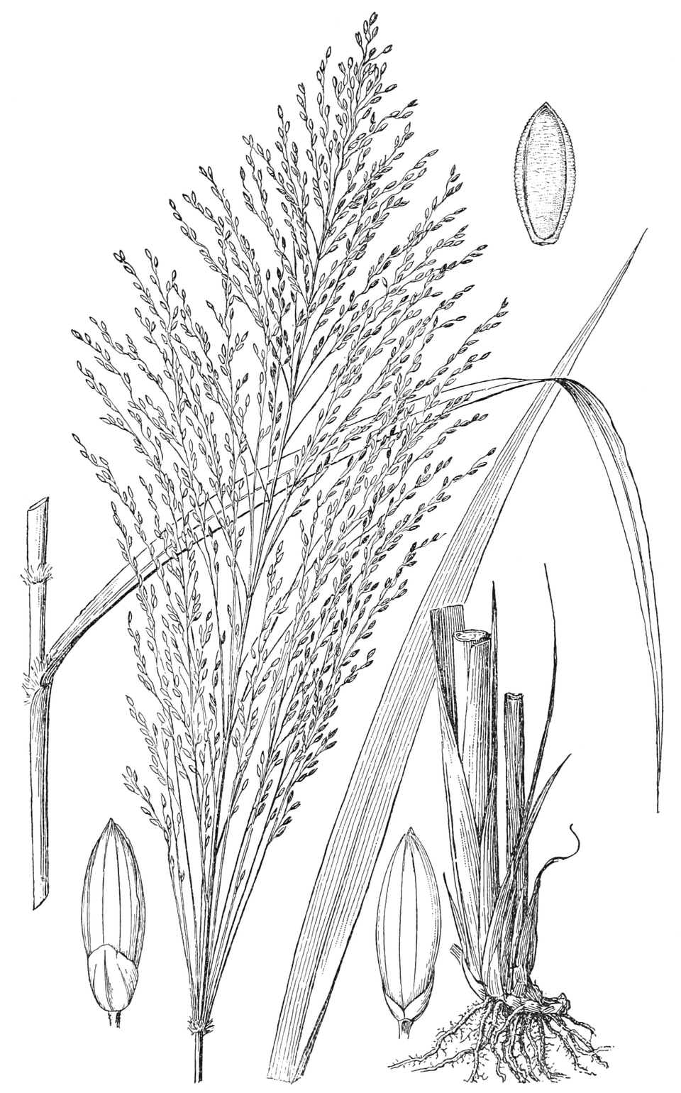 Guinea Grass