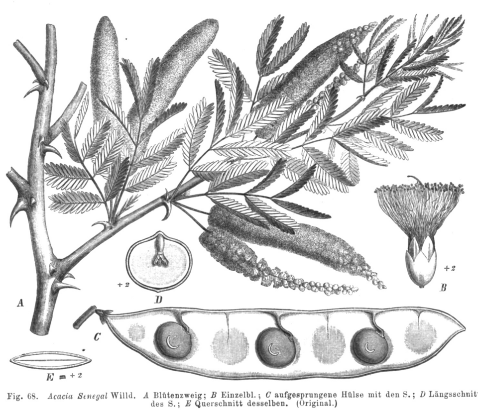 Gum-producing Trees
