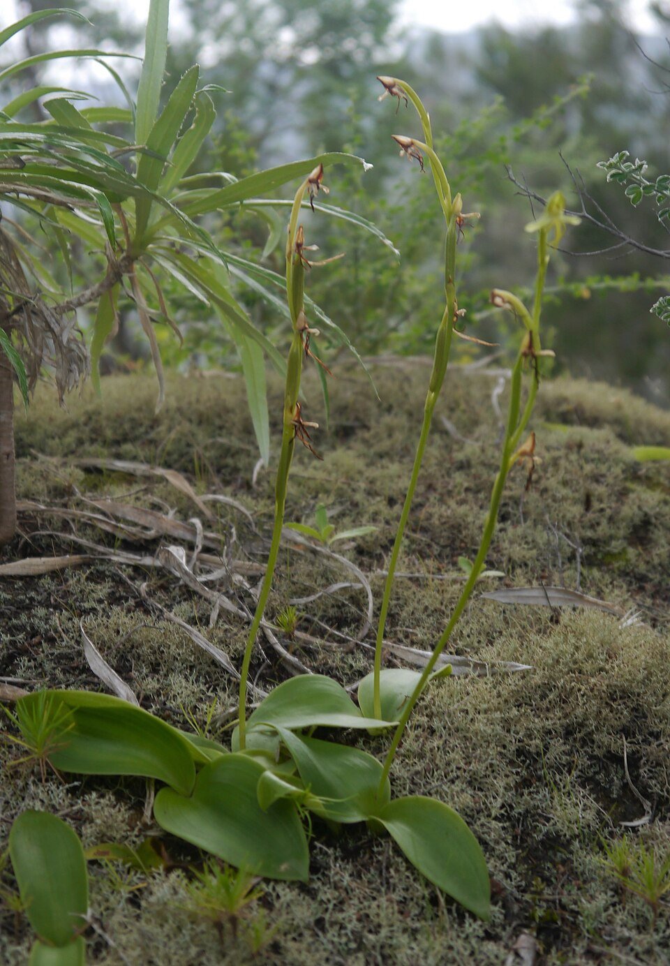Habenaria